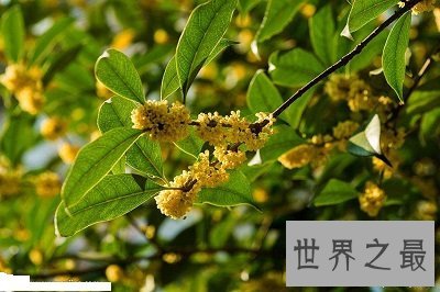 中国十大名花排名,女人最爱的玫瑰居然不上榜!