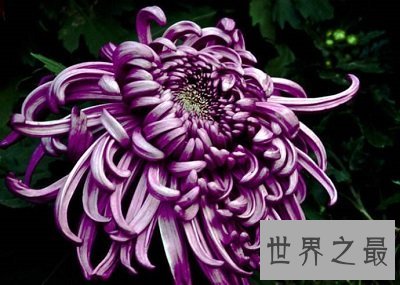 中国十大名花排名,女人最爱的玫瑰居然不上榜!