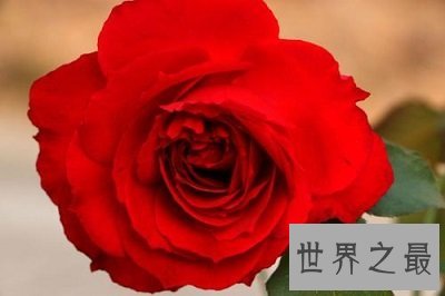 中国十大名花排名,女人最爱的玫瑰居然不上榜!
