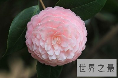 中国十大名花排名,女人最爱的玫瑰居然不上榜!