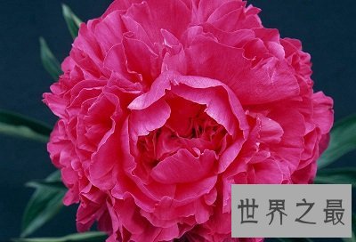 中国十大名花排名,女人最爱的玫瑰居然不上榜!