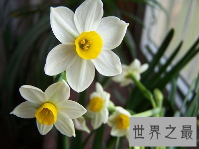 中国十大名花排名,女人最爱的玫瑰居然不上榜!