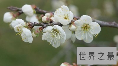 中国十大名花排名,女人最爱的玫瑰居然不上榜!