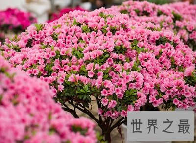 中国十大名花排名,女人最爱的玫瑰居然不上榜!