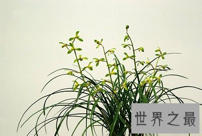 中国十大名花排名,女人最爱的玫瑰居然不上榜!