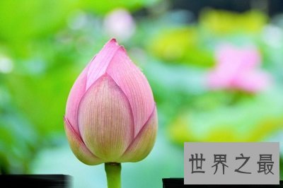 中国十大名花排名,女人最爱的玫瑰居然不上榜!