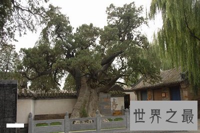 中国十大千年古树排行榜,小学课本中的它也在?