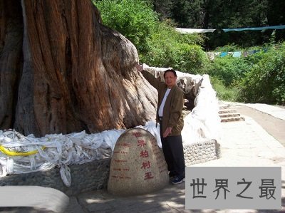 中国十大千年古树排行榜,小学课本中的它也在?