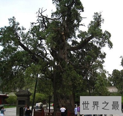 中国十大千年古树排行榜,小学课本中的它也在?