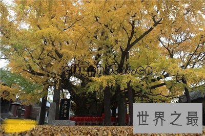 中国十大千年古树排行榜,小学课本中的它也在?