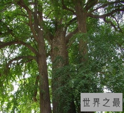 中国十大千年古树排行榜,小学课本中的它也在?