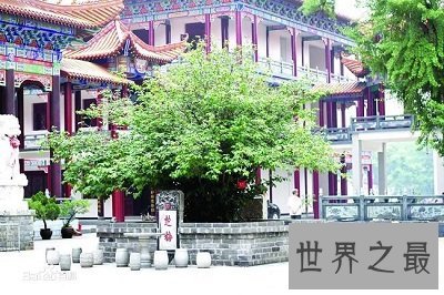 中国十大千年古树排行榜,小学课本中的它也在?
