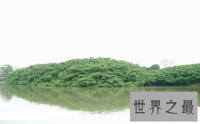 中国十大千年古树排行榜,小学课本中的它也在?