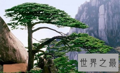 中国十大千年古树排行榜,小学课本中的它也在?