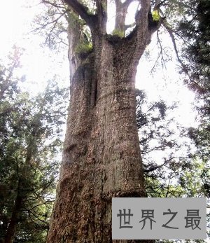 中国十大千年古树排行榜,小学课本中的它也在?