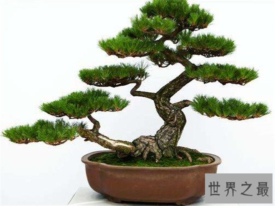 十大盆景名贵树种排名 有身份的人家中必备观赏植物