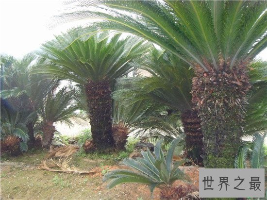 十大盆景名贵树种排名 有身份的人家中必备观赏植物