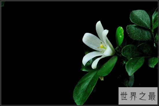 十大盆景名贵树种排名 有身份的人家中必备观赏植物