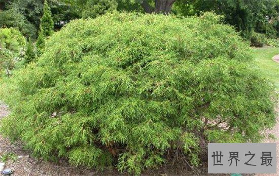 十大盆景名贵树种排名 有身份的人家中必备观赏植物