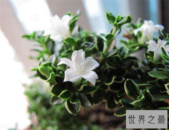 十大盆景名贵树种排名 有身份的人家中必备观赏植物