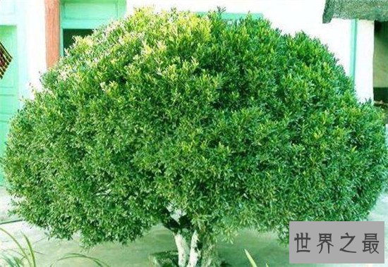 十大盆景名贵树种排名 有身份的人家中必备观赏植物