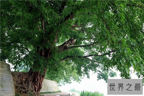 十大盆景名贵树种排名 有身份的人家中必备观赏植物