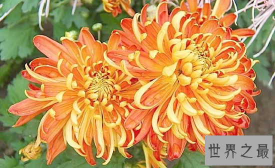 中国十大名花，“花魁”梅花排第一，“花后”月季排第五