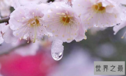 中国十大名花，“花魁”梅花排第一，“花后”月季排第五