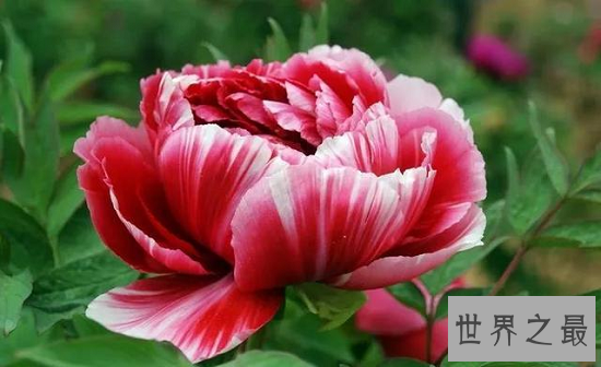 中国十大名花，“花魁”梅花排第一，“花后”月季排第五