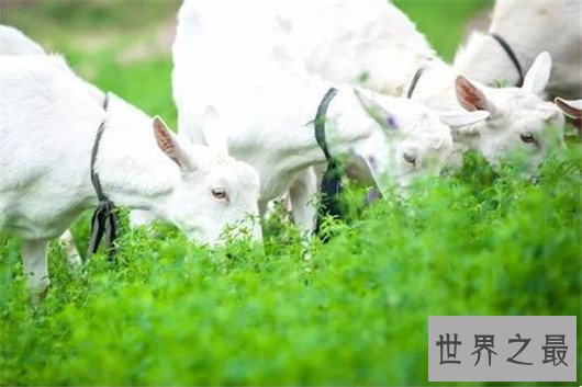 羊奶粉排行榜10强，2018羊奶粉十大品牌名单