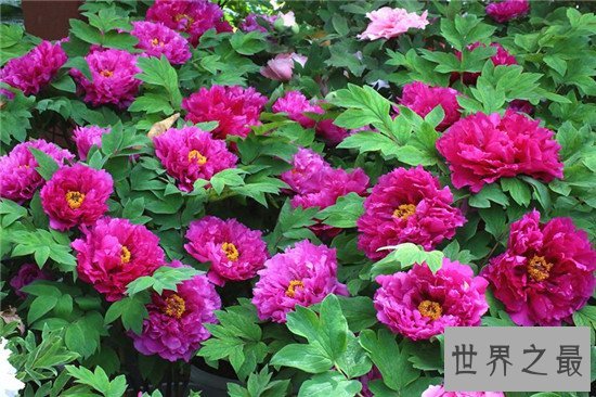 中国十大名花闻名古今 盘点中国最漂亮的花