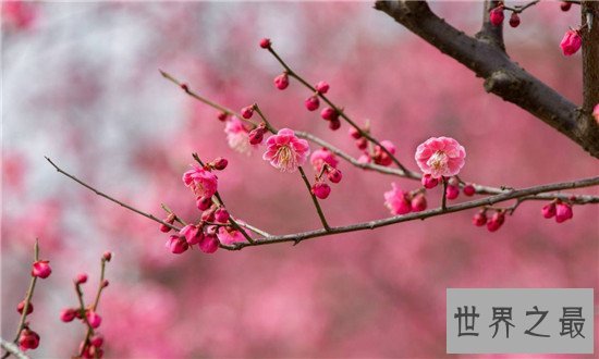 中国十大名花闻名古今 盘点中国最漂亮的花