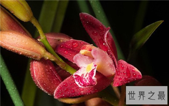 中国十大名花闻名古今 盘点中国最漂亮的花