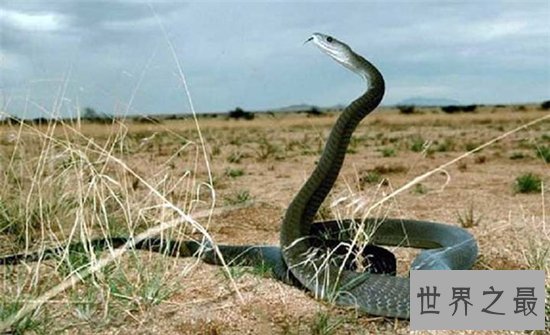 世界十大毒蛇，每一个都可以让一头成年水牛五分钟死亡