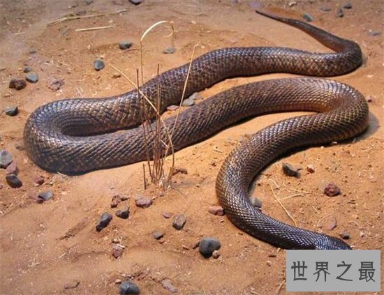 世界十大毒蛇，每一个都可以让一头成年水牛五分钟死亡
