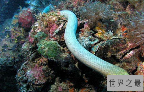 世界十大毒蛇，每一个都可以让一头成年水牛五分钟死亡