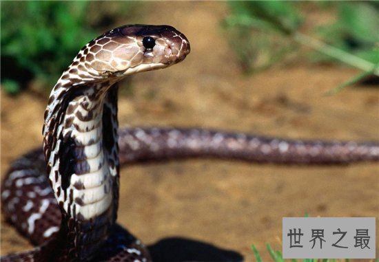 世界十大毒蛇，每一个都可以让一头成年水牛五分钟死亡