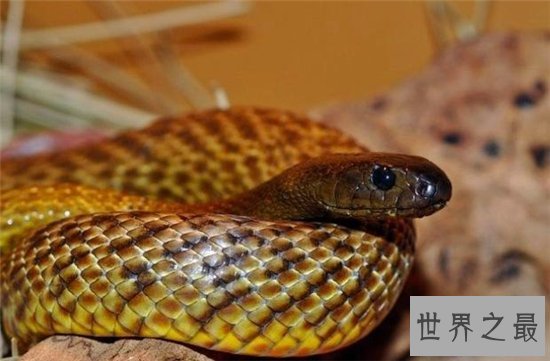 世界十大毒蛇，每一个都可以让一头成年水牛五分钟死亡