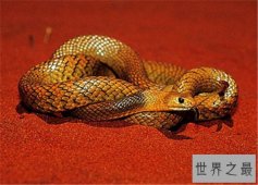 世界十大毒蛇，每一个都可以让一头成年水牛五分钟死亡