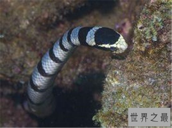 世界十大毒蛇，每一个都可以让一头成年水牛五分钟死亡