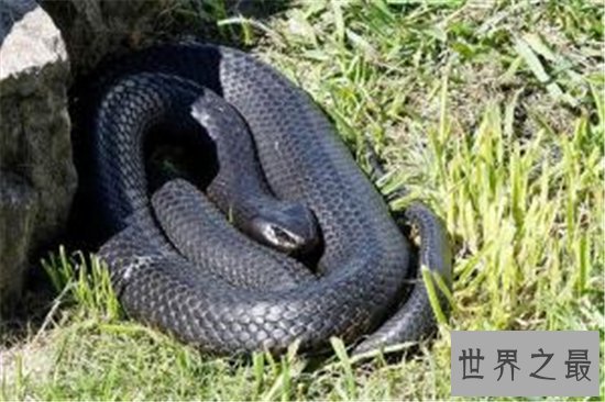 世界十大毒蛇，每一个都可以让一头成年水牛五分钟死亡