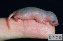 中国十大禁菜之老鼠三吱儿，最恶心的美食(生吃老鼠)