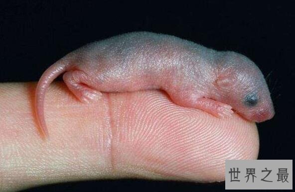 中国十大禁菜之老鼠三吱儿，最恶心的美食(生吃老鼠)