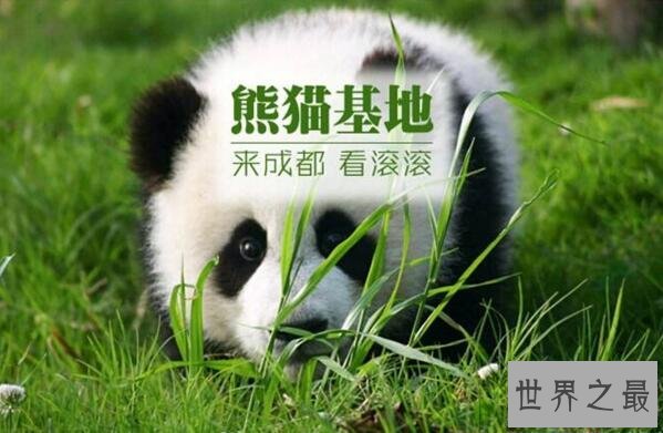 2017最新成都十景出炉，大熊猫基地宽窄巷子必须去
