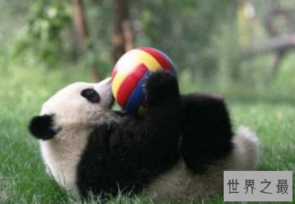 2017最新成都十景出炉，大熊猫基地宽窄巷子必须去