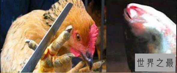 中国十大禁菜之龙须凤爪，价格昂贵却没泡椒凤爪好吃