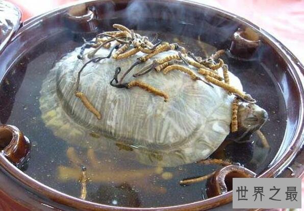 中国十大禁菜之铁板甲鱼，活煮甲鱼享受折磨的乐趣