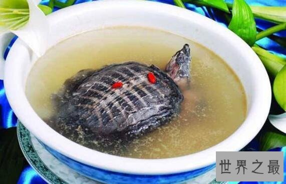 中国十大禁菜之铁板甲鱼，活煮甲鱼享受折磨的乐趣