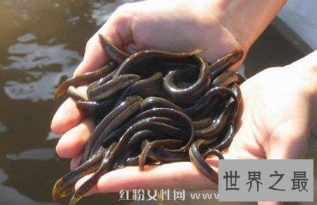 中国十大最诡异可怕的蛊术,真实存在的神秘巫术