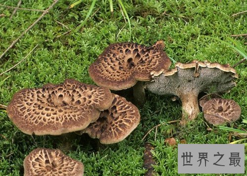 中国十大最诡异可怕的蛊术,真实存在的神秘巫术